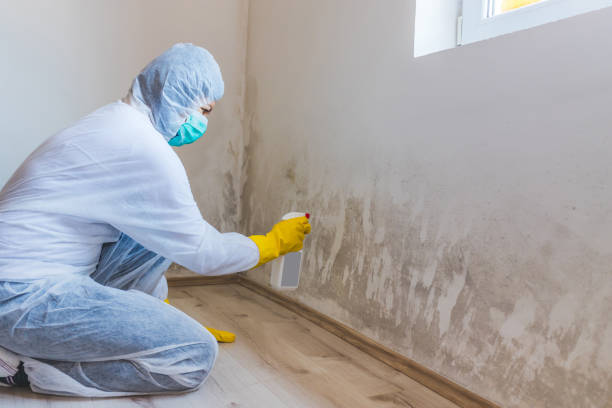 Licensed Basement Mold Remediation service in Newton, NC - WQB Mold Removal
