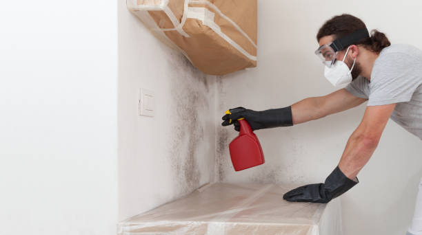 Professional Basement Mold Remediation technician working in Newton, NC