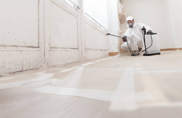 24/7 Emergency Basement Mold Remediation experts in Newton, NC